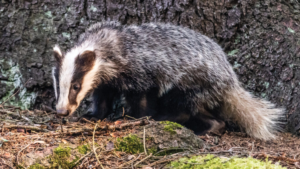 A badger