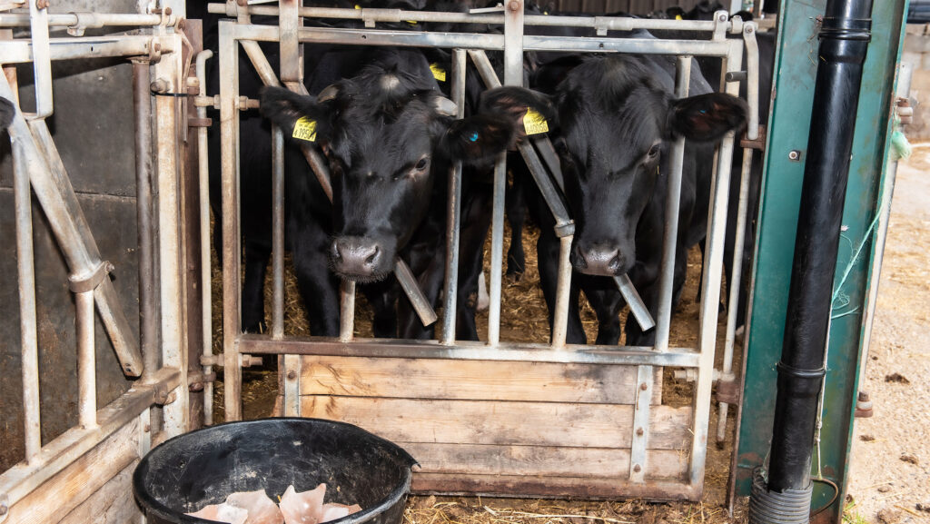 Beef cattle on the Speakman's farm