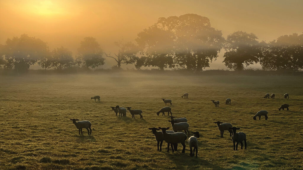 © Belmont Farm
