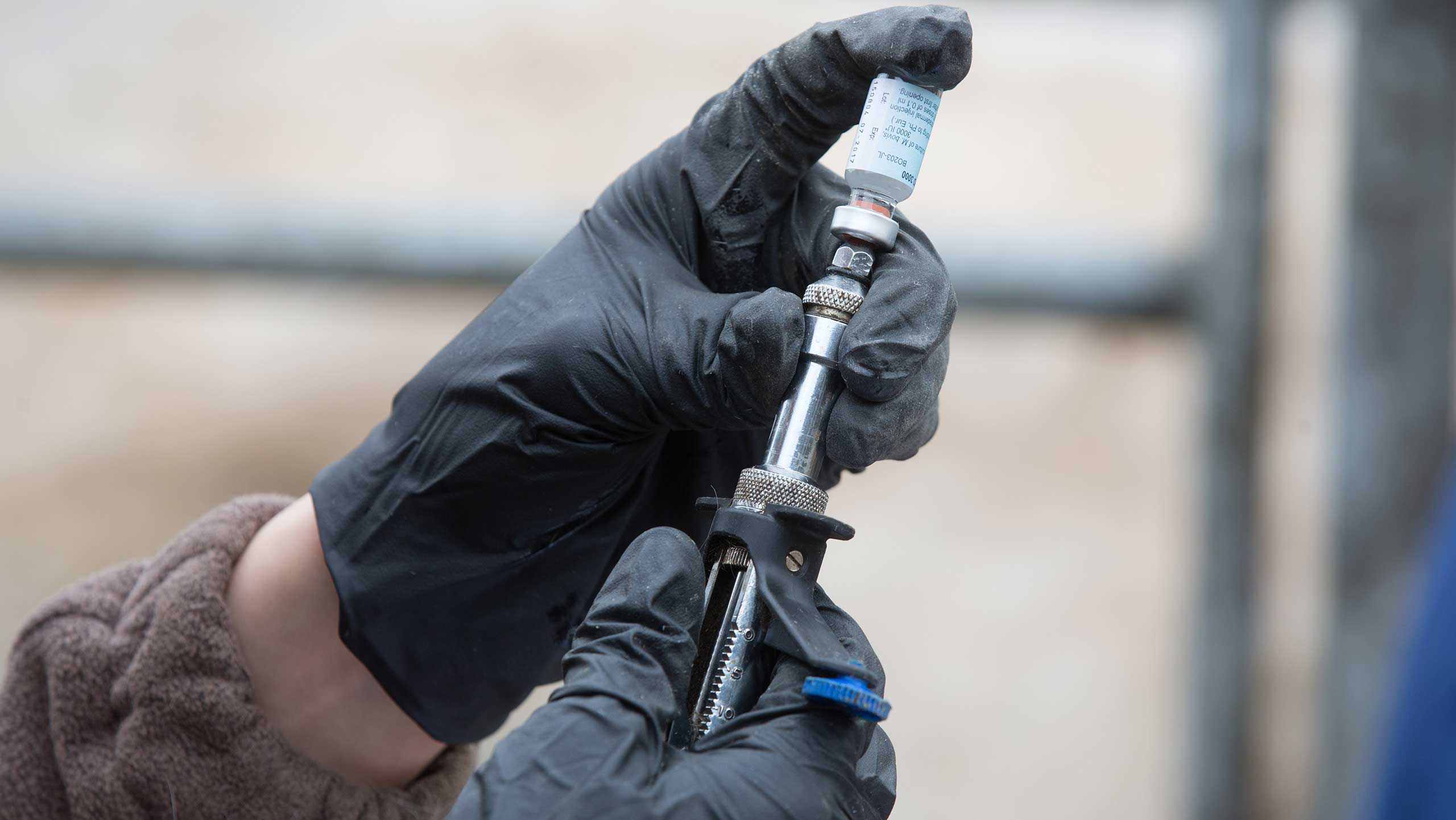 Wales Implements Stricter TB Controls for Cattle, Impacting Farmers' Operations