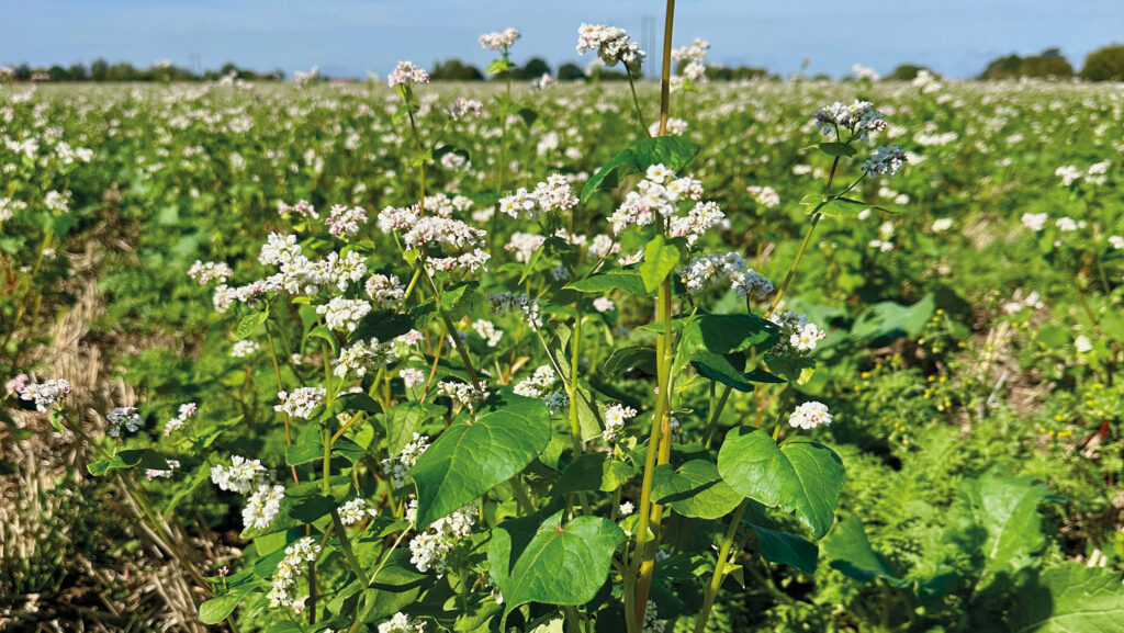 Buckwheat in catch crops