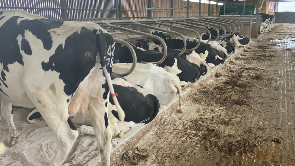 Dry cow facilities at Ash Tree Farm