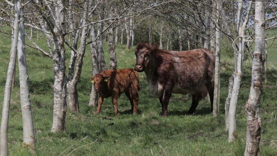 Cows among in-field trees