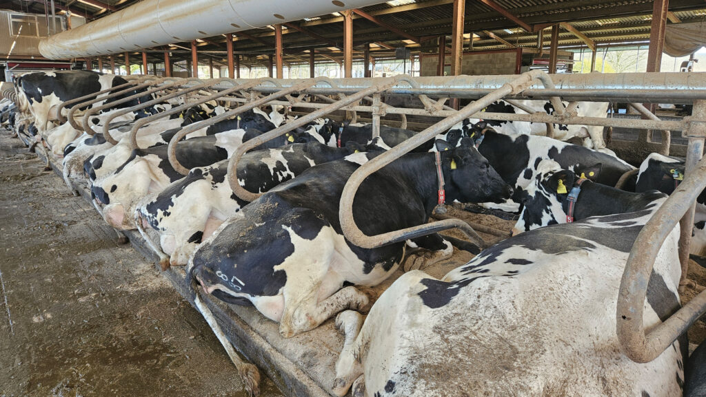 Cows in cubicles