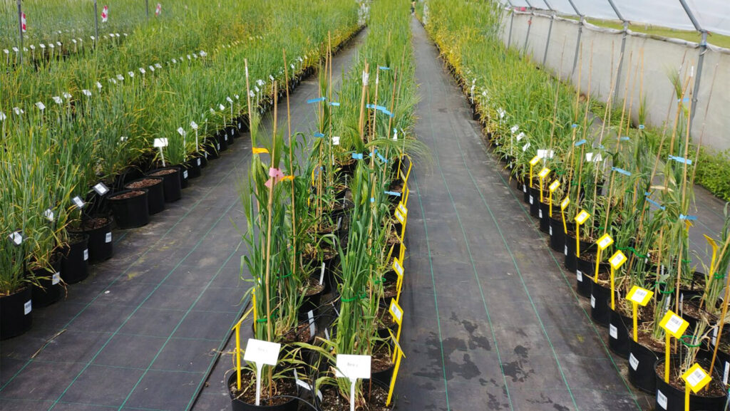 Crop trials at the Hutton Institute