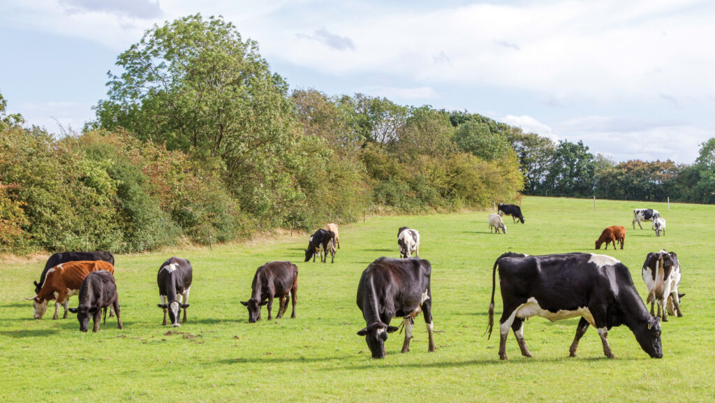 Stacking income: What is it and how to do it on farm