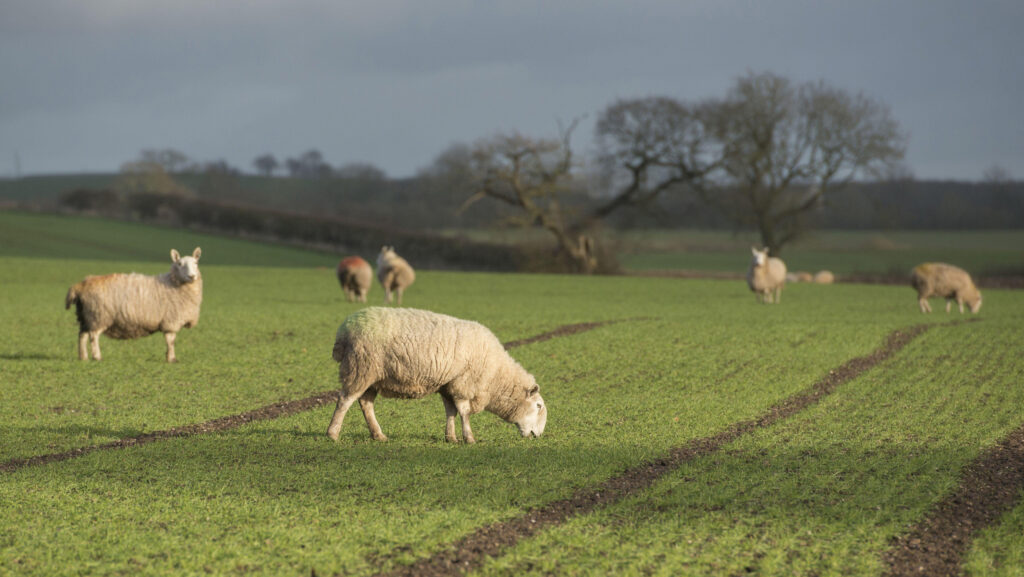 © imageBROKER.com/Alamy Stock Photo