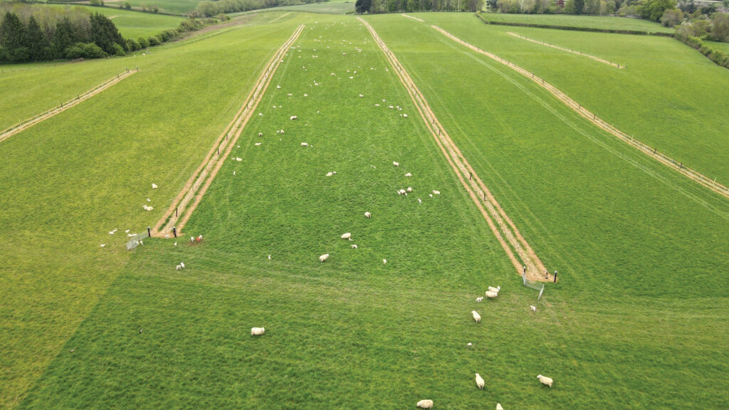 Ewes and lambs in agroforestry 