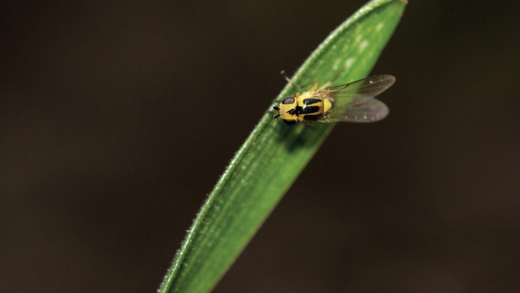 Gout fly