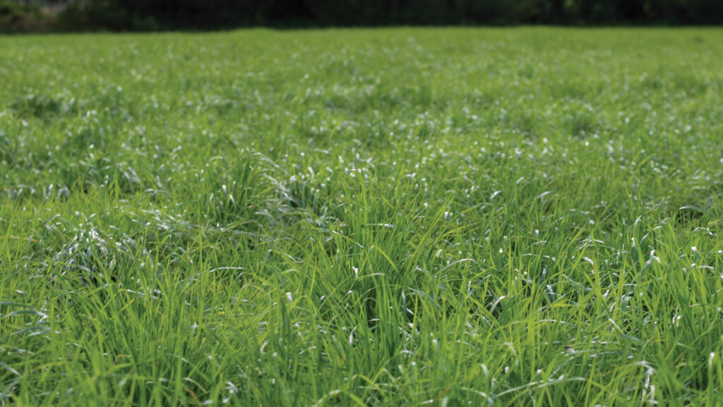 Grass using slurry and no fertiliser