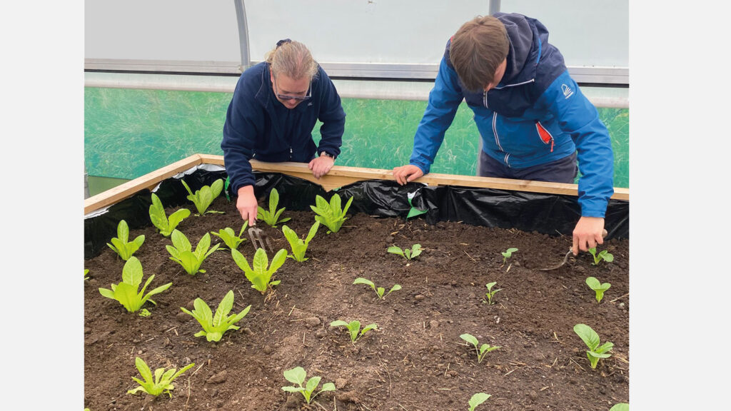 Growing plants at Let's Farm