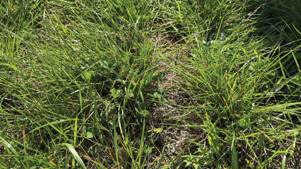 Herbal leys © Hayley Chapman