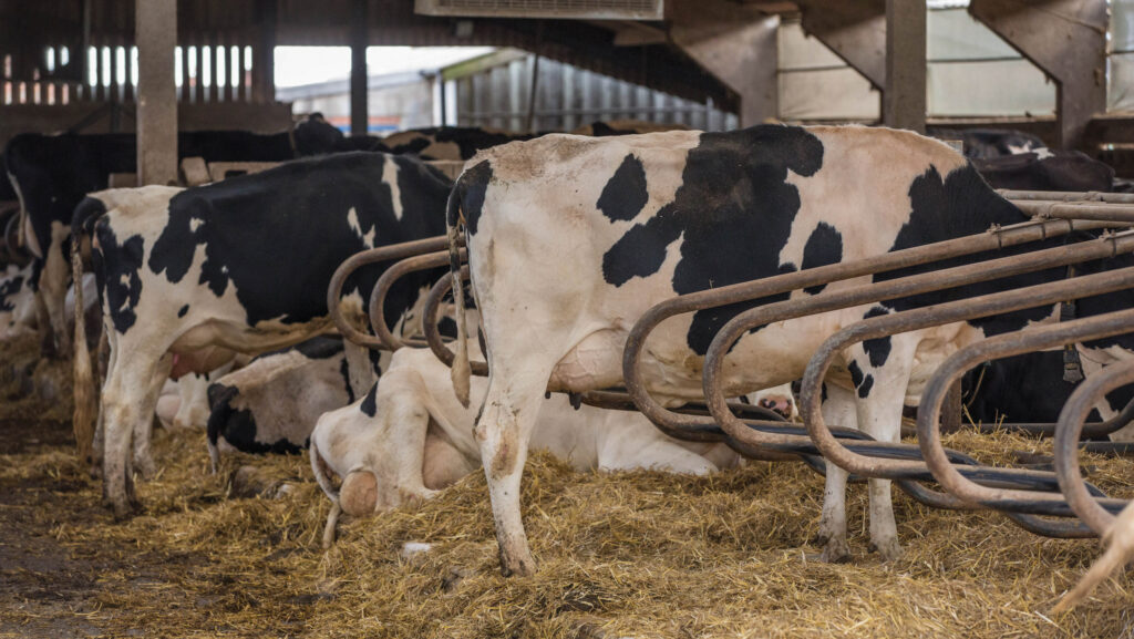 Dairy cows
