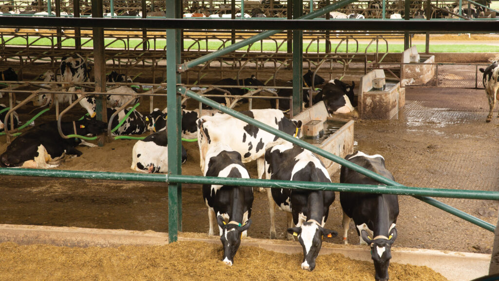 Housed dairy cows eating silage