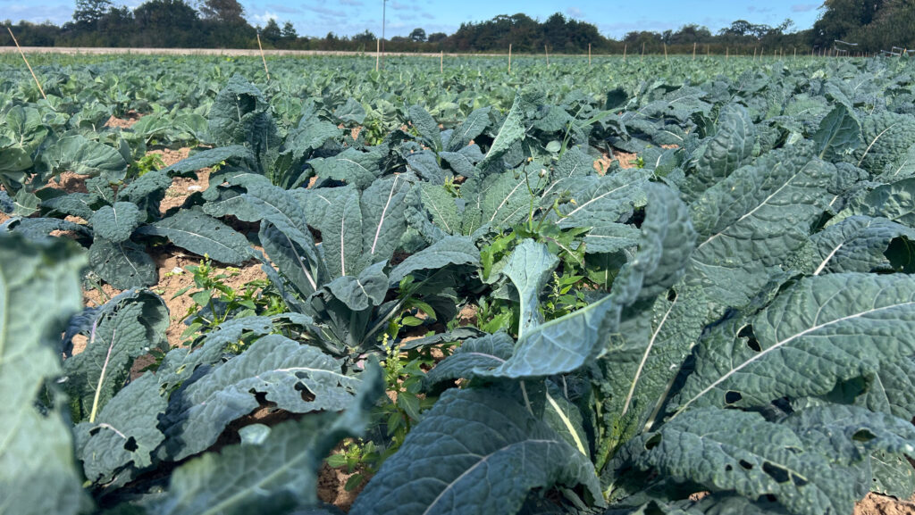 Vegetables at Quex Park © MAG/Lois King