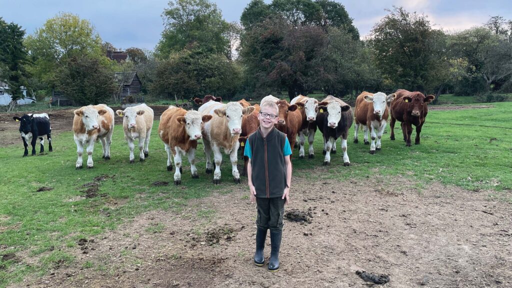 Boy in front of dairy herd