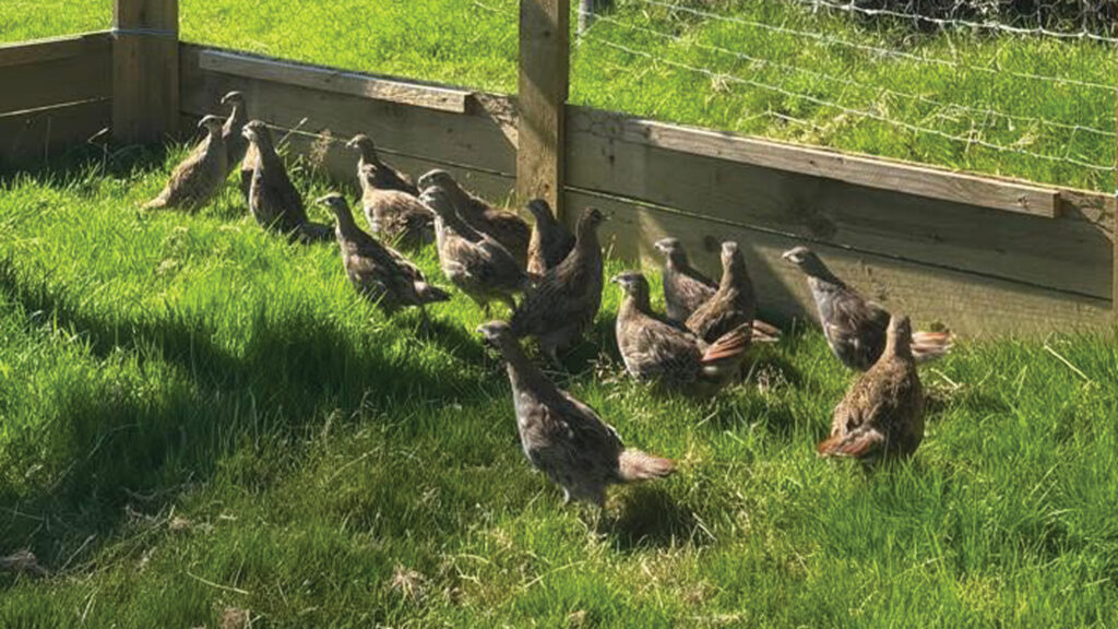 Grey partridge chicks in a pen