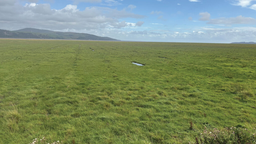 Drone view of grassland