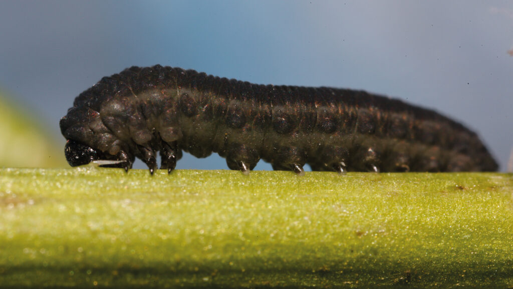 larvae of turnip sawfly