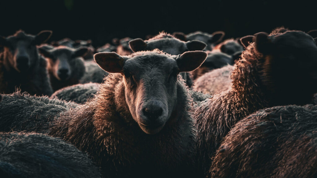 Sheep image by Debbie Tucker