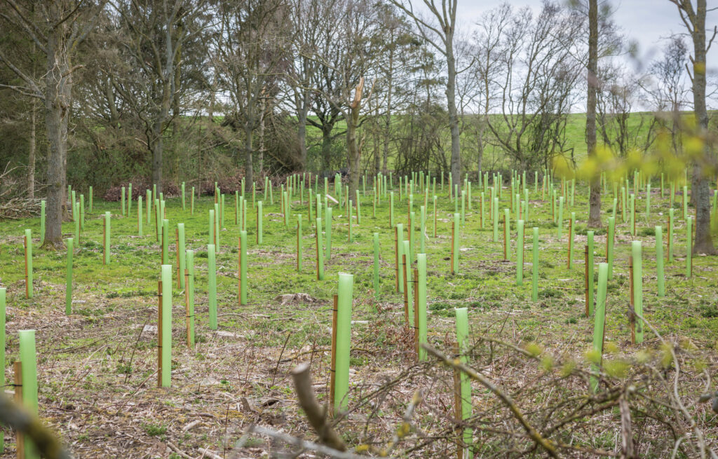 Woodland planting