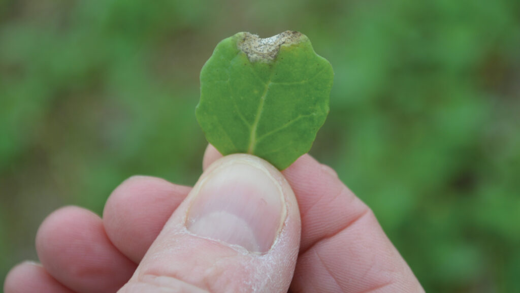 Phoma © David Jones