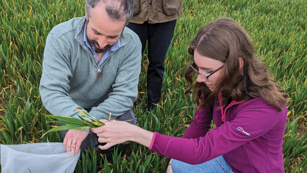 People examining plants material in a field