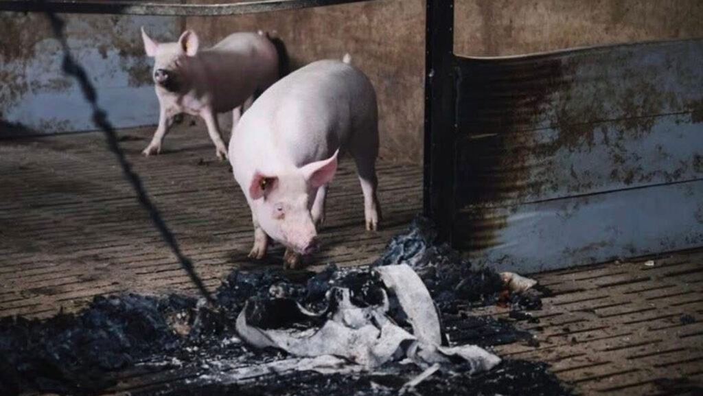 Pigs in bombed building in Ukraine