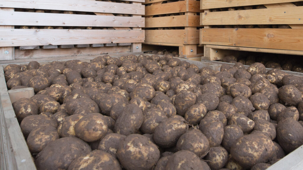 Early-lifted potatoes in storage are at high risk of dormancy break © Tim Scrivener