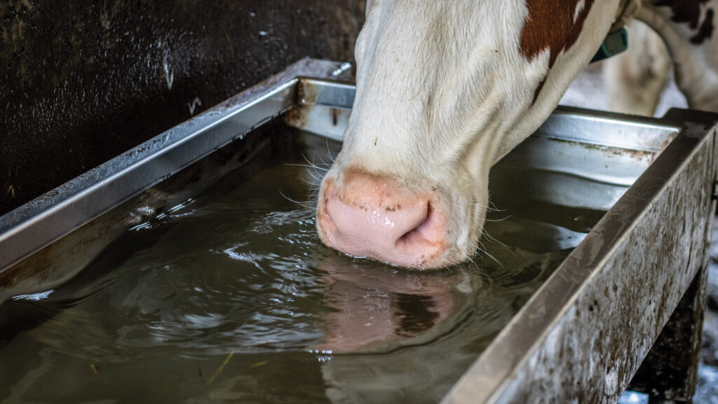 Cow drinking water dosed with product on Tyfri Farm