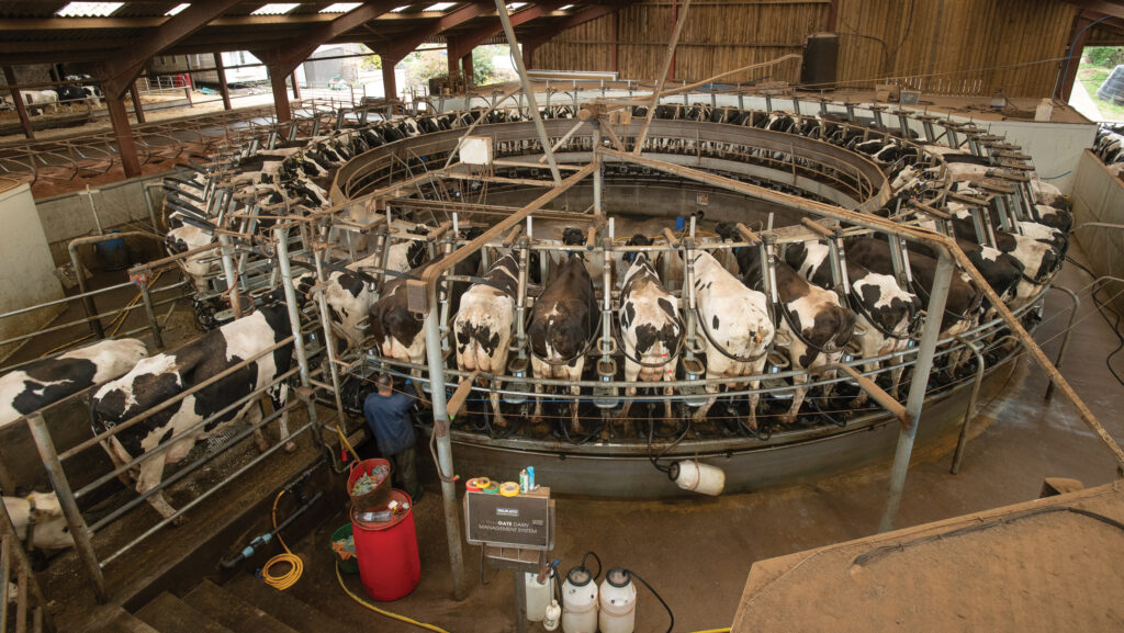 Cows in a rotary parlour