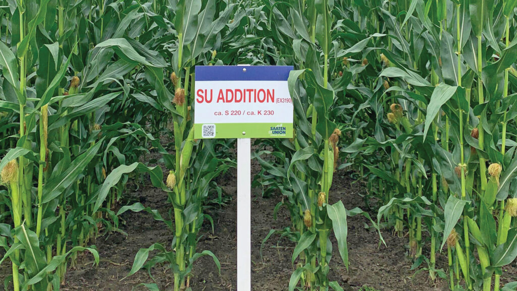 Addition maize variety  © SU