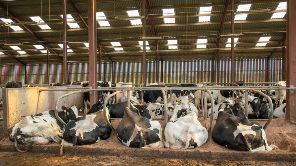 Cows lying in sand-bedded cubicles