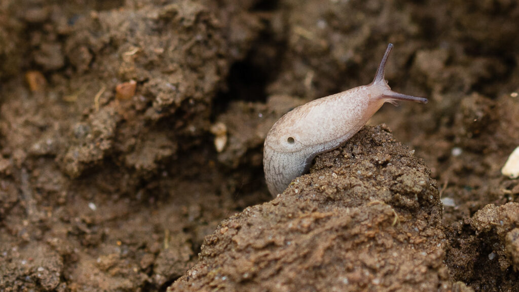 Slug on soil surface