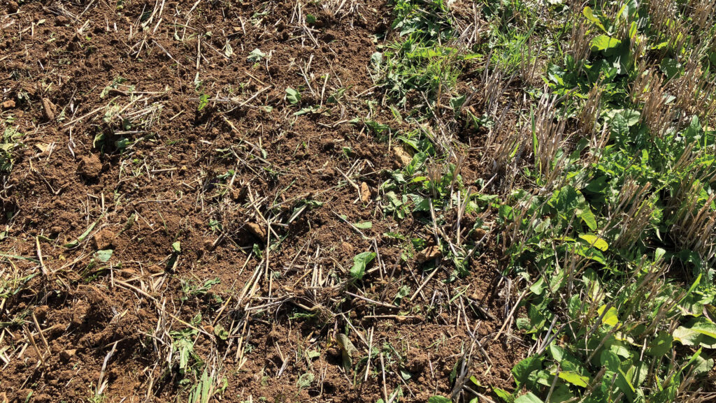 Soil with cross-cutter versus weed control at Godminster Farm