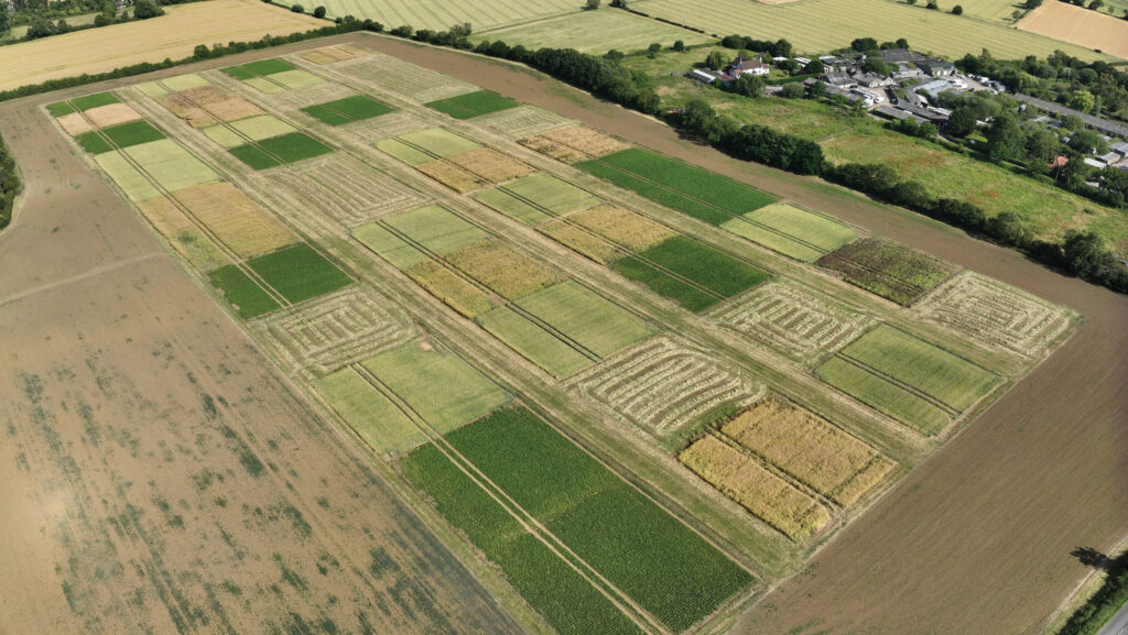 Weather has a bigger influence on yield than
cultivation practice © Nathan Morris/Niab