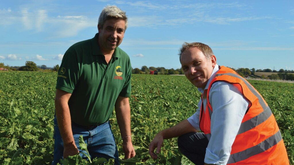 Two men examining a sugar beet crop