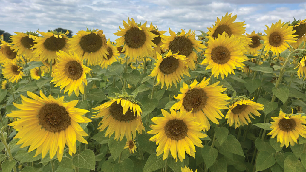 Sunflowers at Cadwell Farm