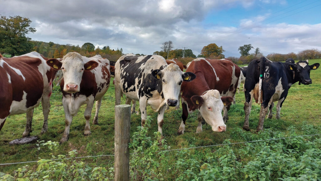 Cows at Greystones House Farm