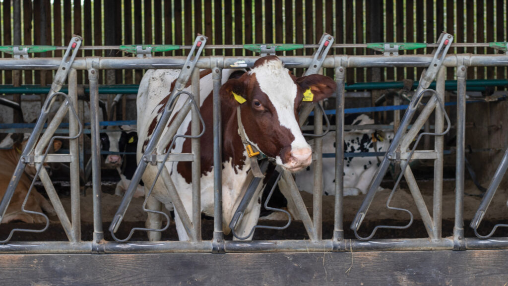 Cow at Tyfri Farm
