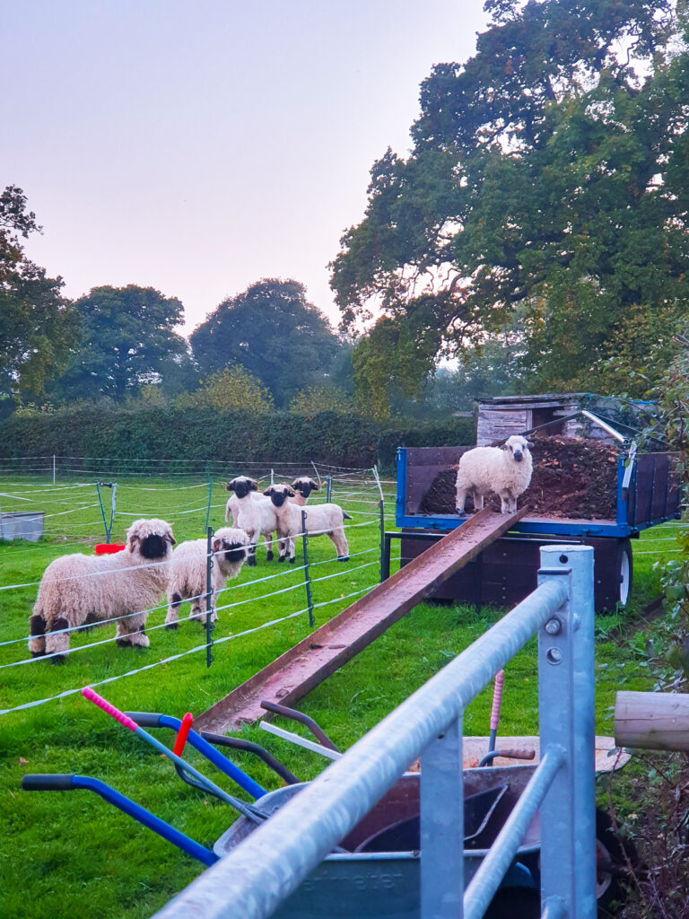Maverick the lamb in the muck trailer