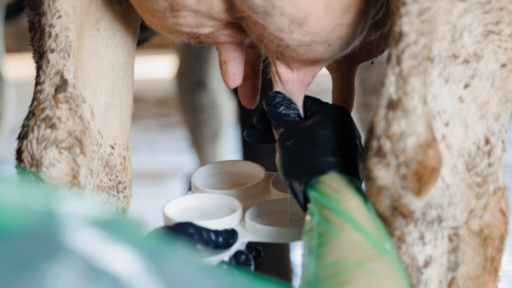 Vet's hands collecting milk samples from a cow