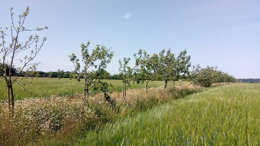 Fruit trees