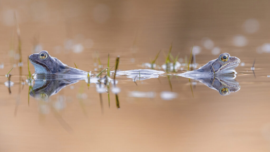 Wildlife entry by Sorcha Lewis