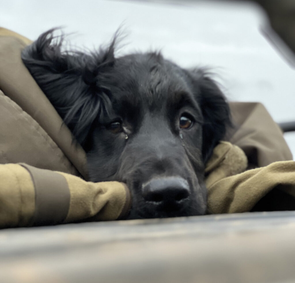 Cocker spaniel - Young photographer entry