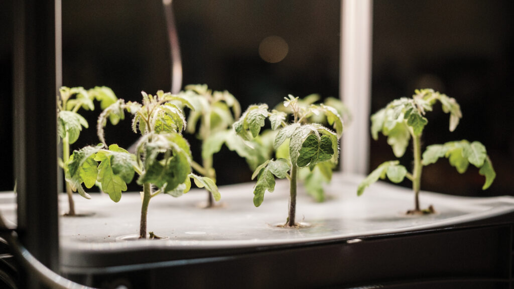 Plant exhibit at New Scientist Live 2024