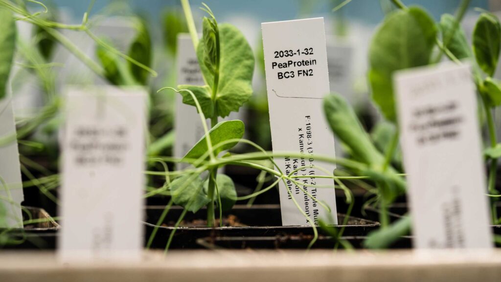 © Germinal Horizon Pea Protein Project