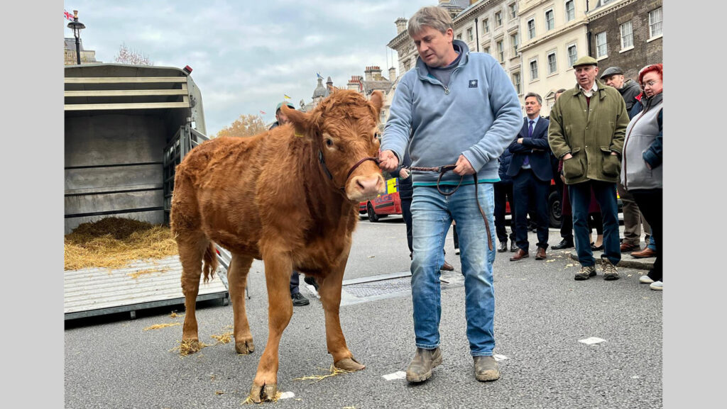 Vicky the cow and owner David Passmore at protest outside Parliament