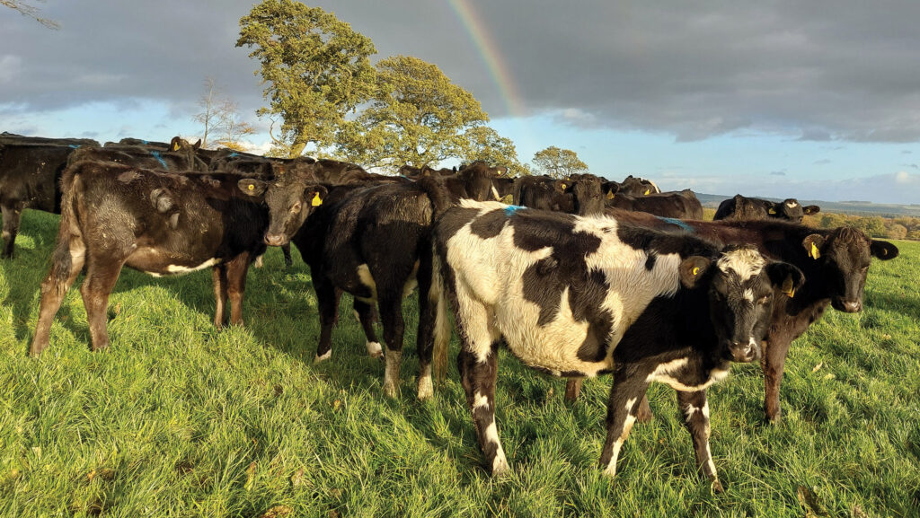 Calves at Over Garrel
