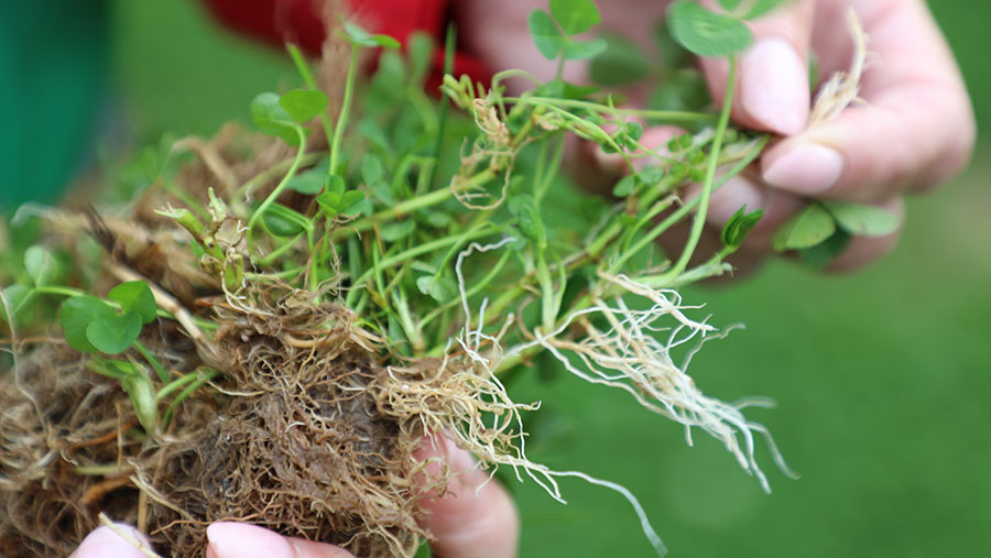 Up close shot of roots